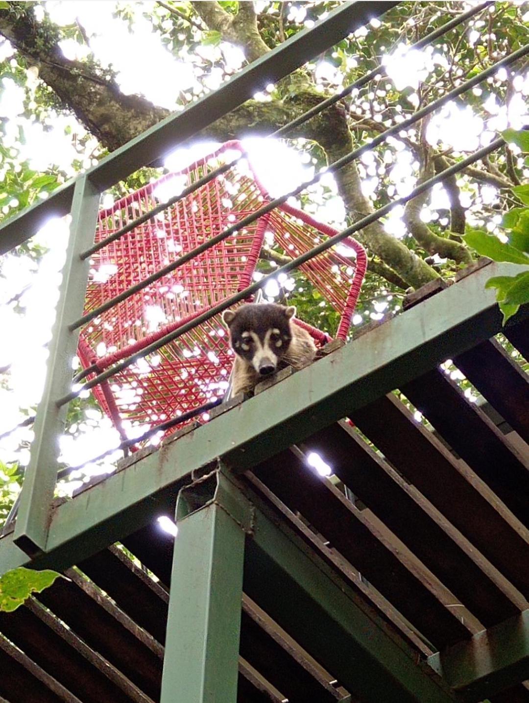 Jungle Living Tree Houses Monteverde 외부 사진