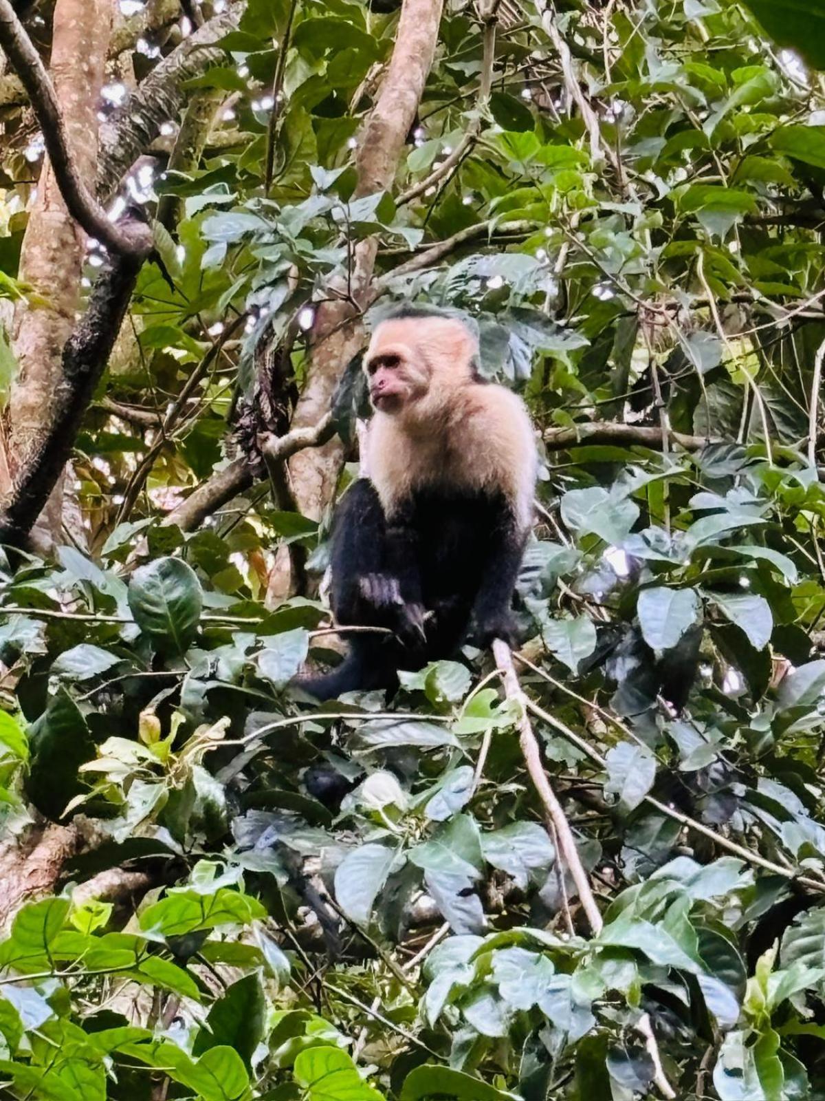 Jungle Living Tree Houses Monteverde 외부 사진