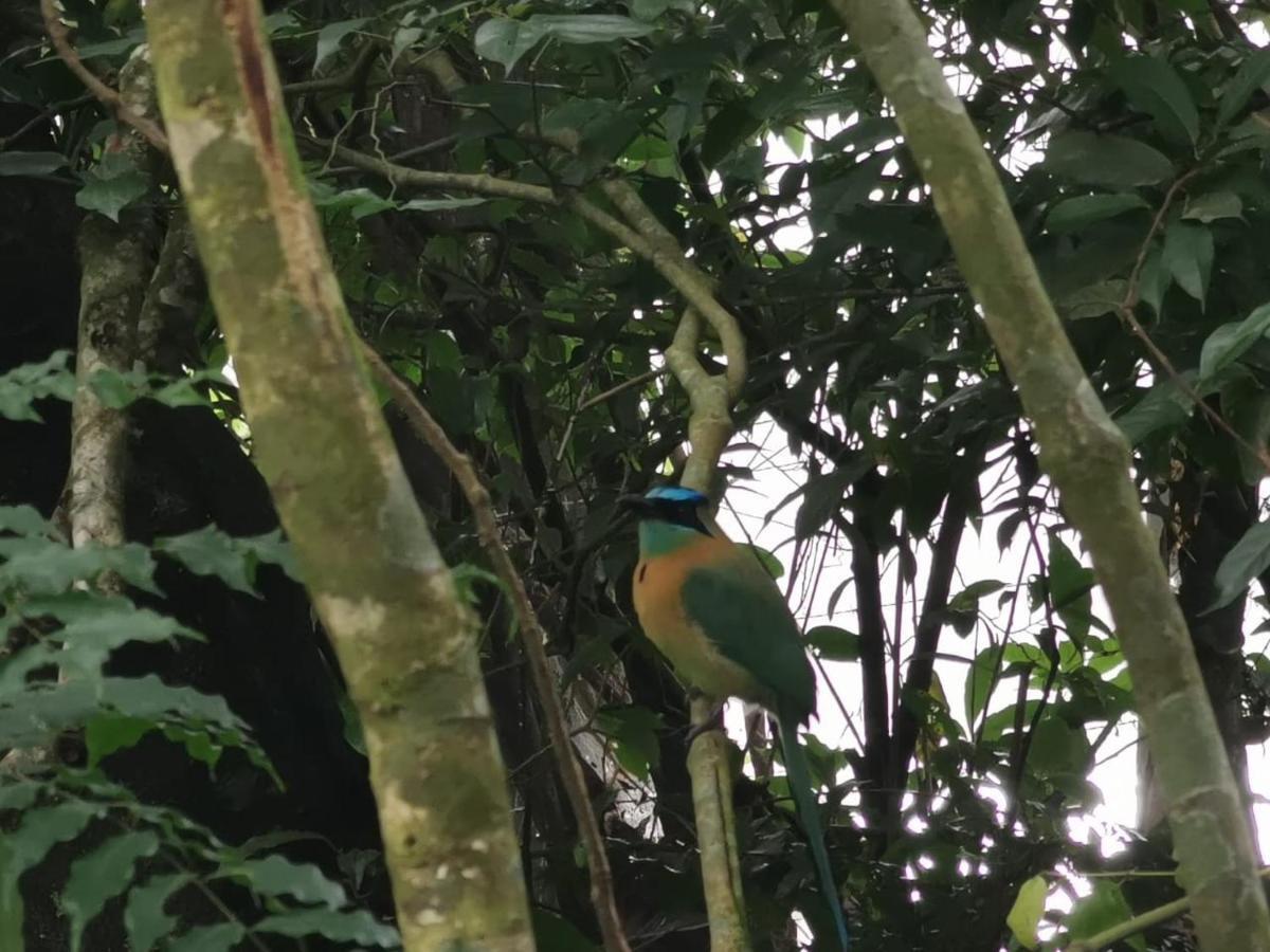 Jungle Living Tree Houses Monteverde 외부 사진